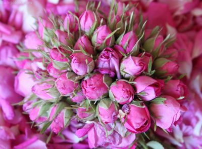 تاریخ گلاب گیری