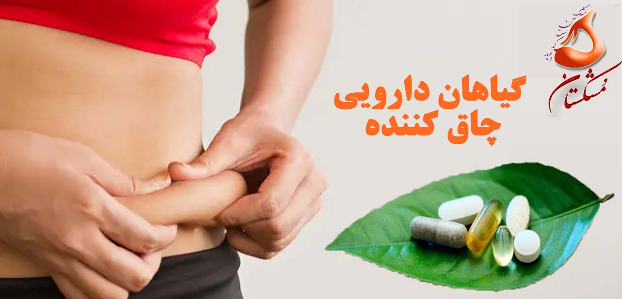 گیاهان دارویی چاق کننده