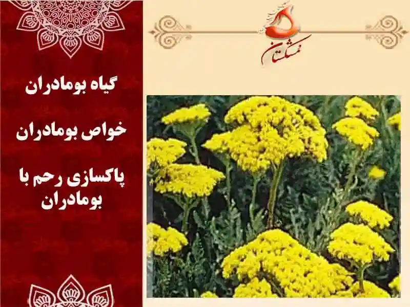 گیاه بومادران