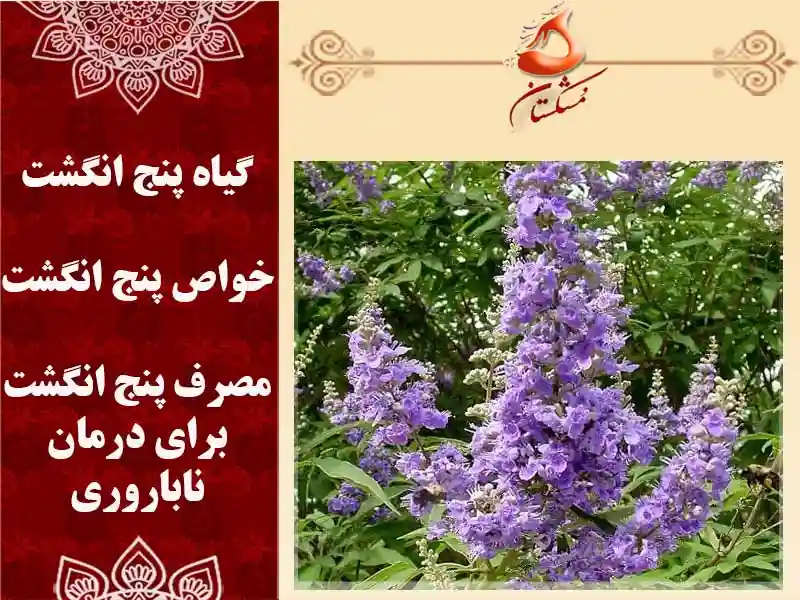 گیاه پنج انگشت