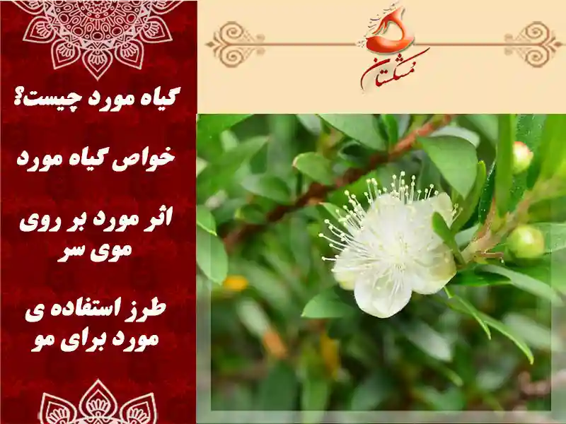 پودر مورد