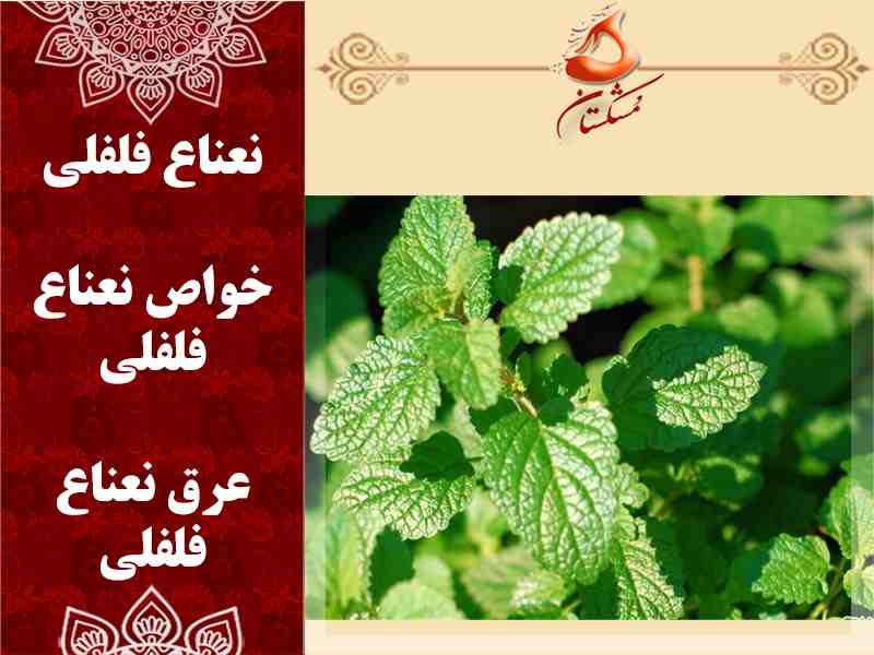نعناع فللفلی