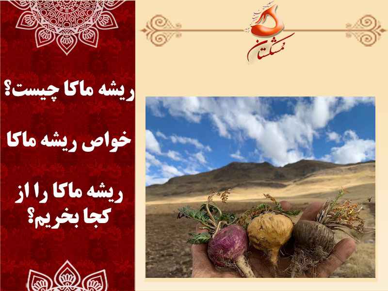 ریشه ماکا