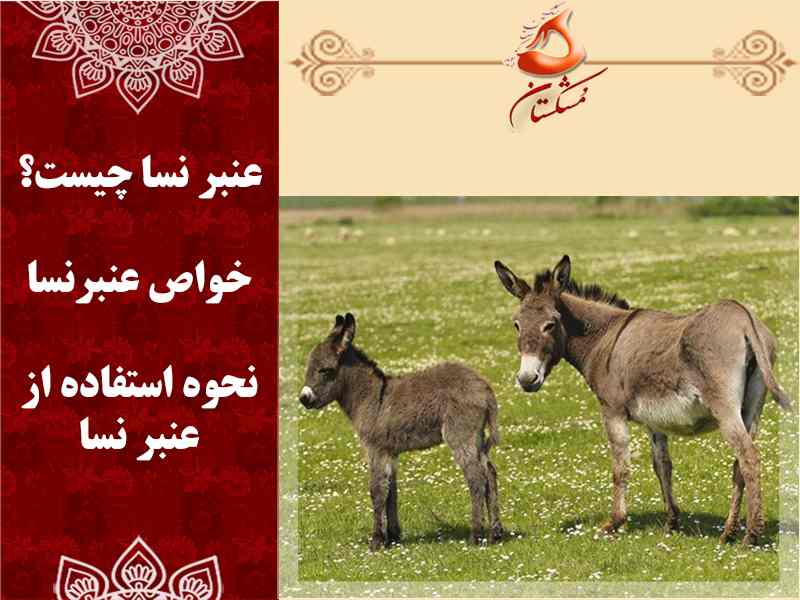 خواص عنبرنسا