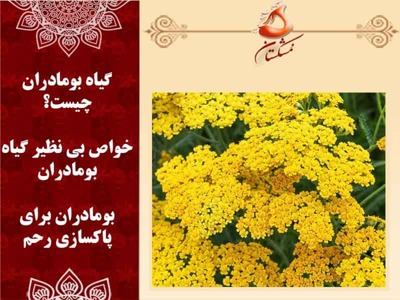بومادران برای پاکسازی رحم