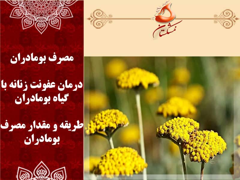طریقه مصرف بومادران